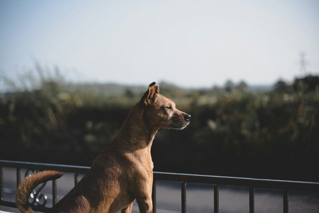 WordPress security: a watchful dog on guard behind a metal fence