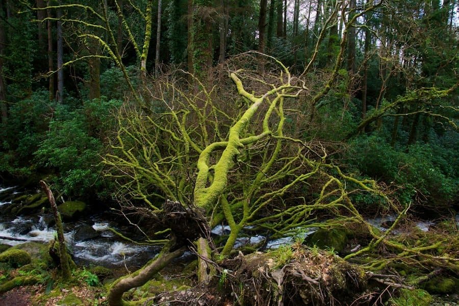 bog oak sculpture - Bog Oak Sculpture: Ireland's Ancient Wood Turned Into Art