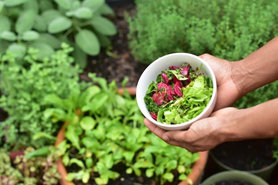 gardening for wellbeing - Gardening for Wellbeing: Why Growing Food Is Good for You