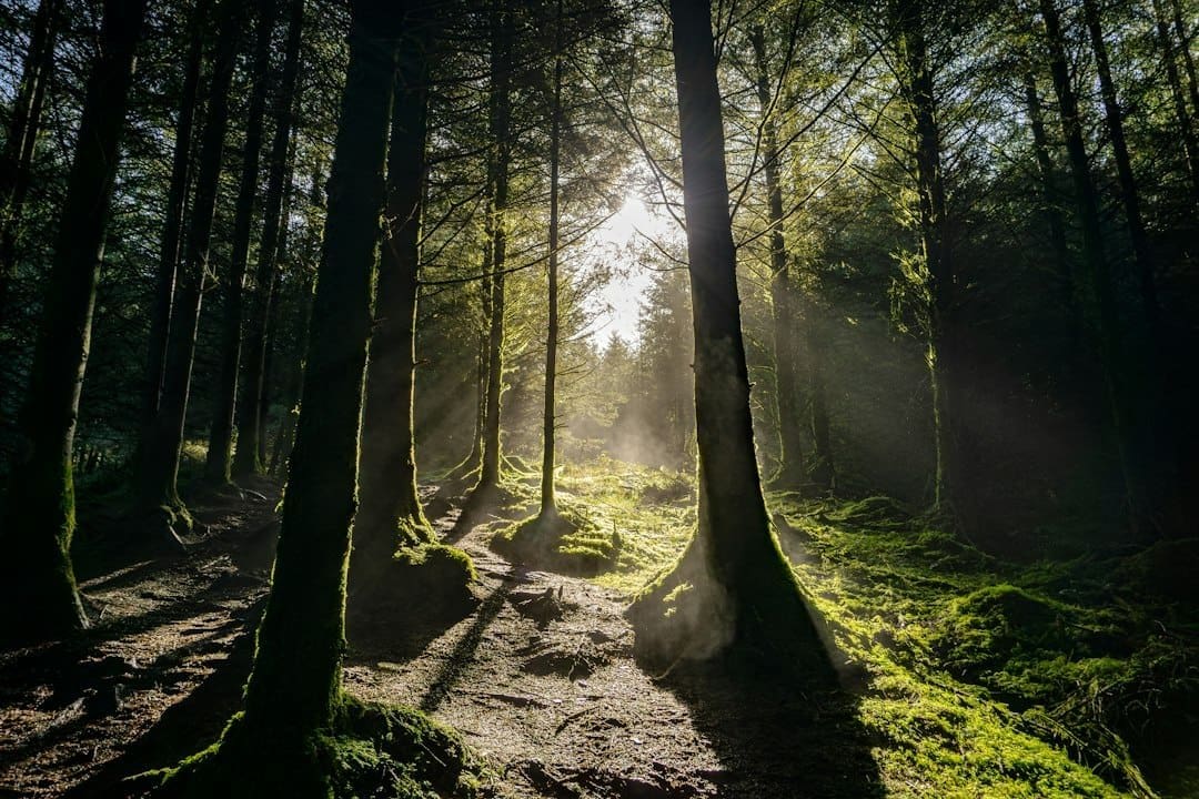Photo Forest Bathing Ireland Locations
