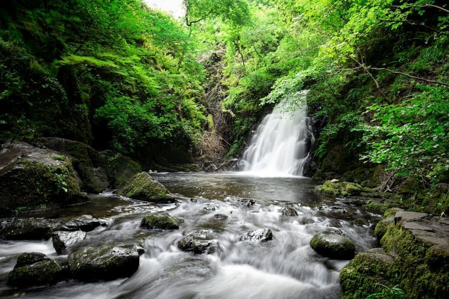 Photo Forest Bathing Ireland Locations