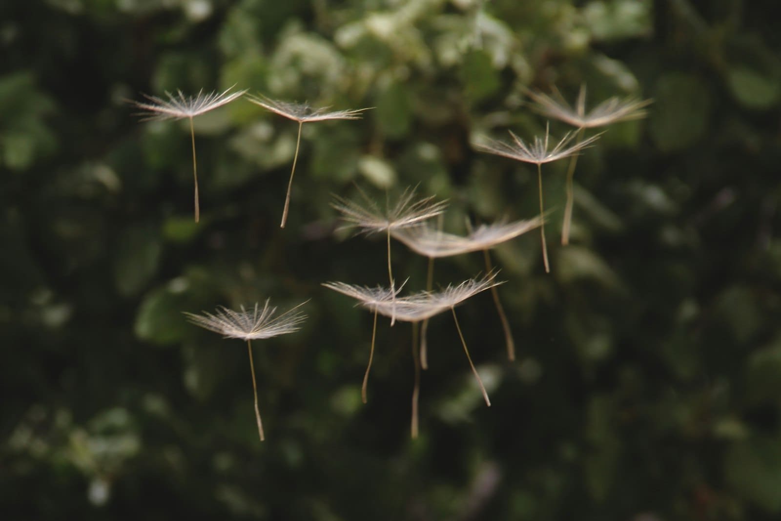 Write poetry for beginners: dandelion seeds floating in the air