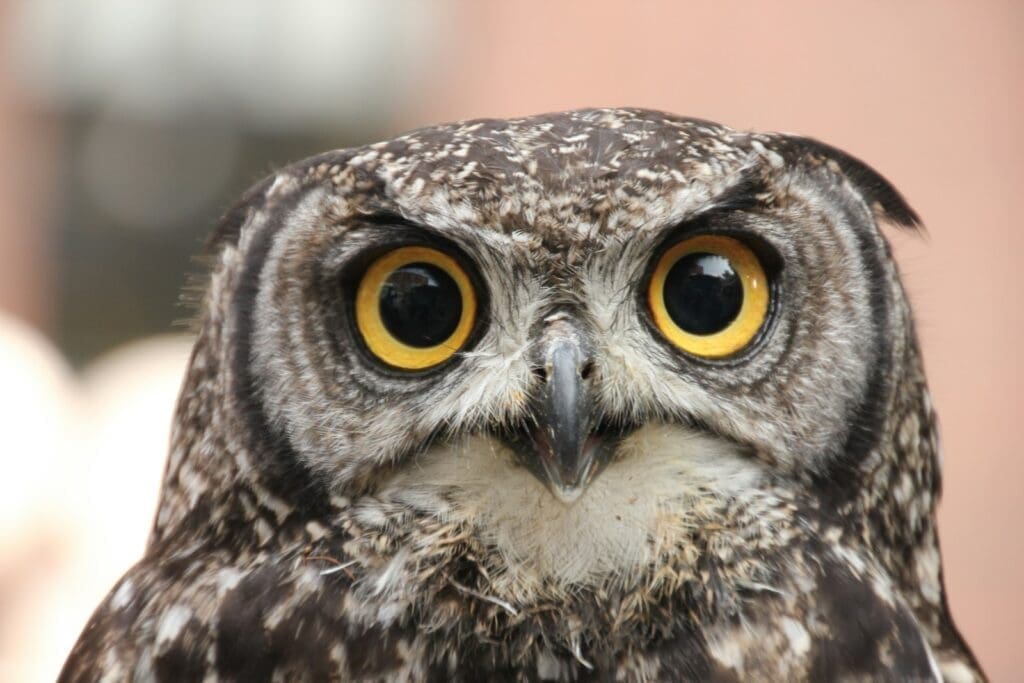 Writing a novel while working full-time: close-up of a wide-eyed night owl